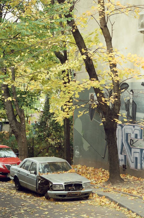 Fotobanka s bezplatnými fotkami na tému auto, cesta, listy