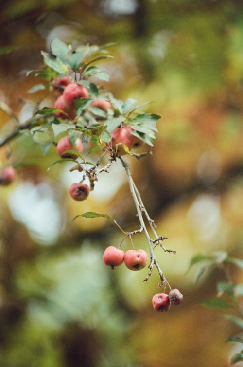 Close-up of Wild Apples on a Branch 
