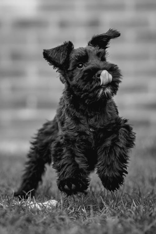 Free Grayscale Photo of a Dog Stock Photo
