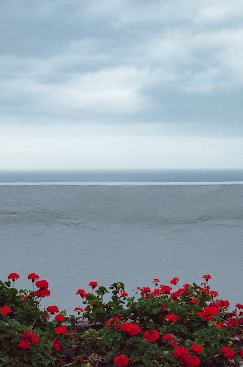 Foto stok gratis awan, bunga-bunga, laut