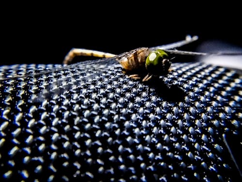 Darmowe zdjęcie z galerii z fotografia makro, fotografia owadów, latać