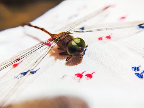 Imagine de stoc gratuită din dragonfly aripa, fotografie macro, libelulă