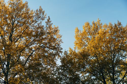 Free Golden yellow autumn leaves highlight the beauty of towering trees under a clear blue sky. Stock Photo