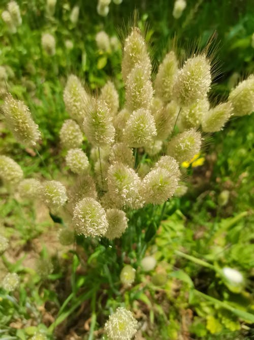 Kostenloses Stock Foto zu blumen, busch, grüne pflanzen