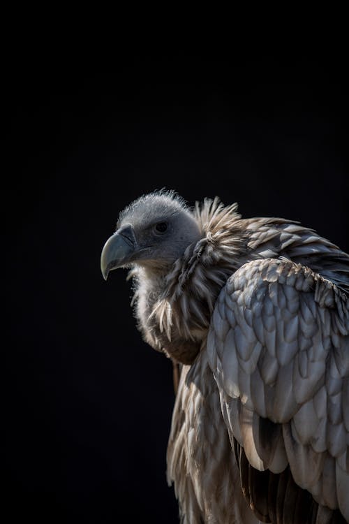 Bruine En Witte Vogel In Close Up Fotografie