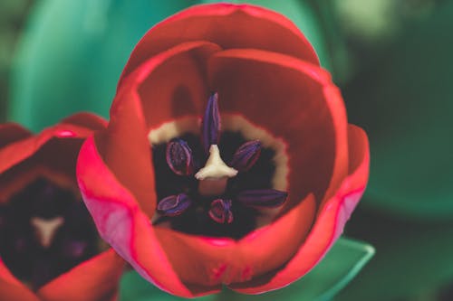 Fiore Rosso E Nero Nella Fotografia Ravvicinata