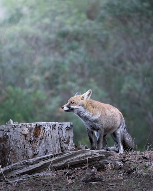 動物, 動物攝影, 哺乳動物 的 免费素材图片