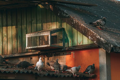 Photos gratuites de cage, oiseaux, perché