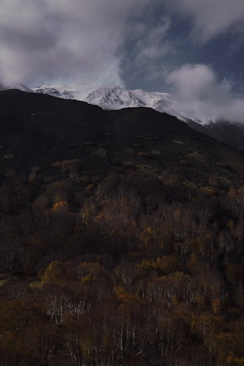 Δωρεάν στοκ φωτογραφιών με βουνό, βουνοπλαγιά, δασικός