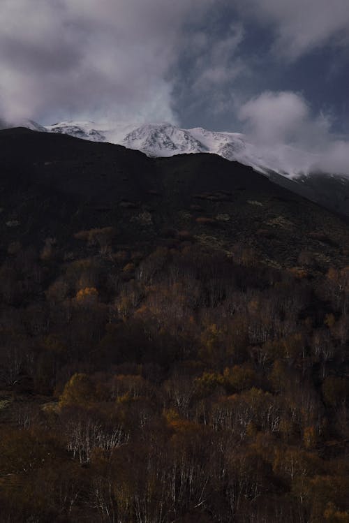 Forest on a Mountainside