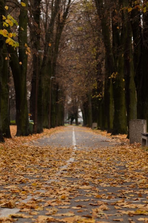 Free A serene walkway covered in autumn leaves in Topoľčany, Slovakia, under a canopy of trees. Stock Photo