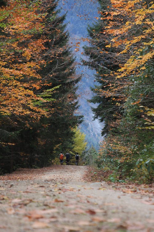 People Walking on Pathway Near Tall Trees