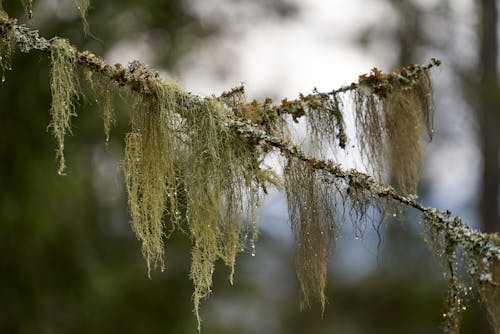 Frost on the Moss Hanging from a Tree Branch