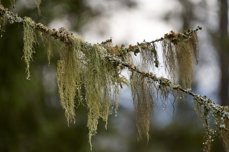 Frost On The Moss Hanging From A Tree Branch