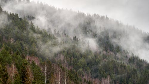 A Scenic View of a Forest Covered with Fog