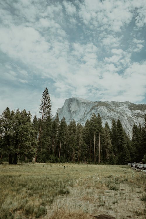 Free Grass, Forest and Mountain behind Stock Photo