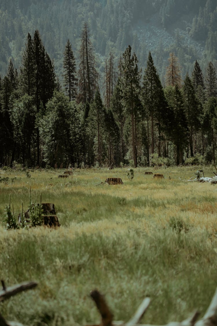 Tree Stumps Near A Forest