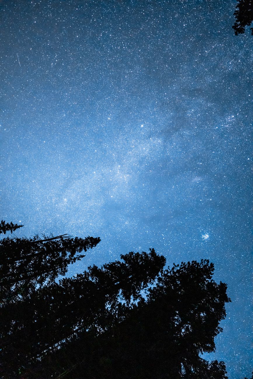 Kosmisches Bäume & Himmel – Bezaubernde Weltraum-Wallpaper
