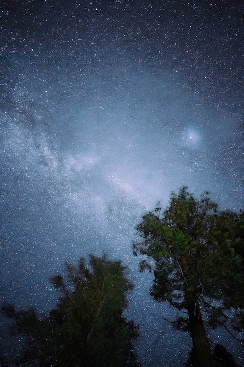 Low Angle Shot of a Starry Night Sky