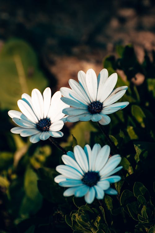 Selective Focus Photo of White African Daisies