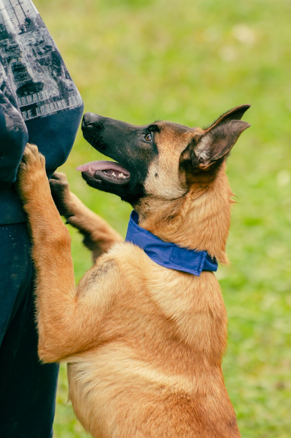Belgian Malinois wearing a blue collar during an outdoor training session