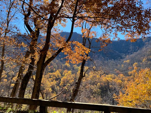Free stock photo of autumn, blue mountains, mountains Stock Photo