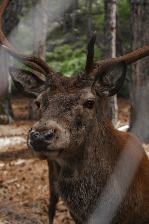 Brown Deer in a Close Up Photography