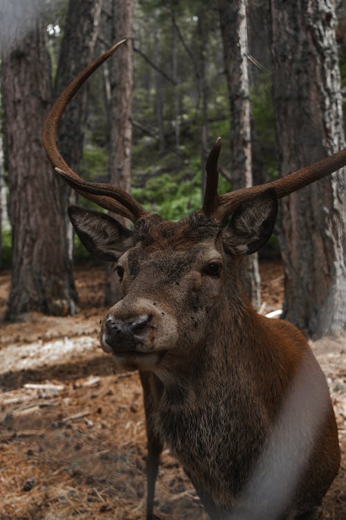 Brown Deer with Horns