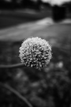 Black and white close-up of an echinops flower with blurred background, creating a dramatic effect.