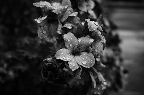 Free Grayscale Photo of Flowers With Water Droplets Stock Photo