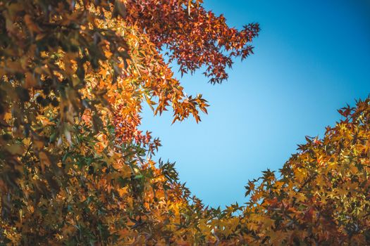 A low-angle view of colorful maple leaves in autumn with a clear blue sky above.
