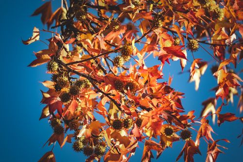 Free Colorful autumn leaves with sunlight filtering through branches against a bright blue sky. Stock Photo