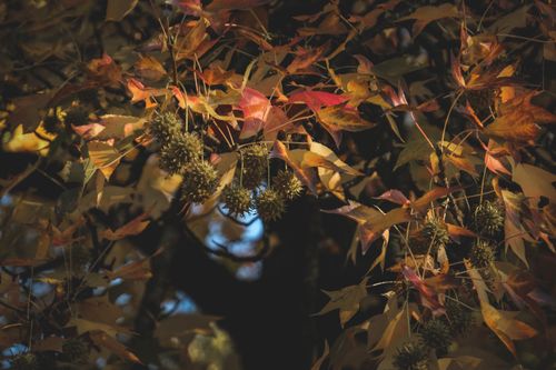 Free Vibrant autumn leaves and spiky fruits creating a warm seasonal ambiance in a dense forest. Stock Photo
