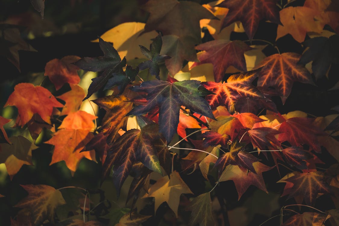 Close-Up Shot of Maple Leaves