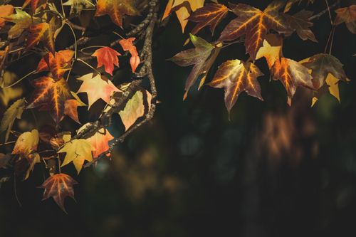 Free Close-up of colorful autumn leaves in a forest setting, emphasizing fall textures. Stock Photo