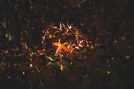 Close-up of vibrant autumn leaves with dramatic lighting, showcasing nature's beauty.