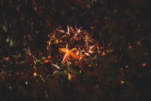 Close-up of vibrant autumn leaves with dramatic lighting, showcasing nature's beauty.