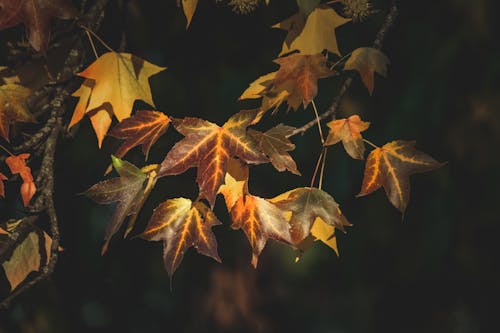 Бесплатное стоковое фото с клен, крупный план, листья