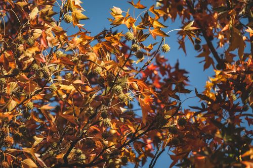 Free Colorful autumn leaves on branches set against a clear blue sky. Stock Photo