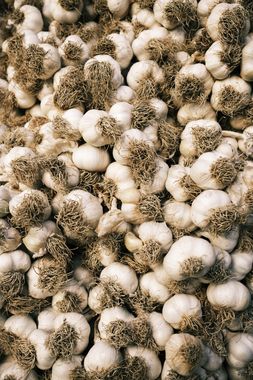 Cacho de alho fresco inteiro com folhas — bulbos curados prontos para uso