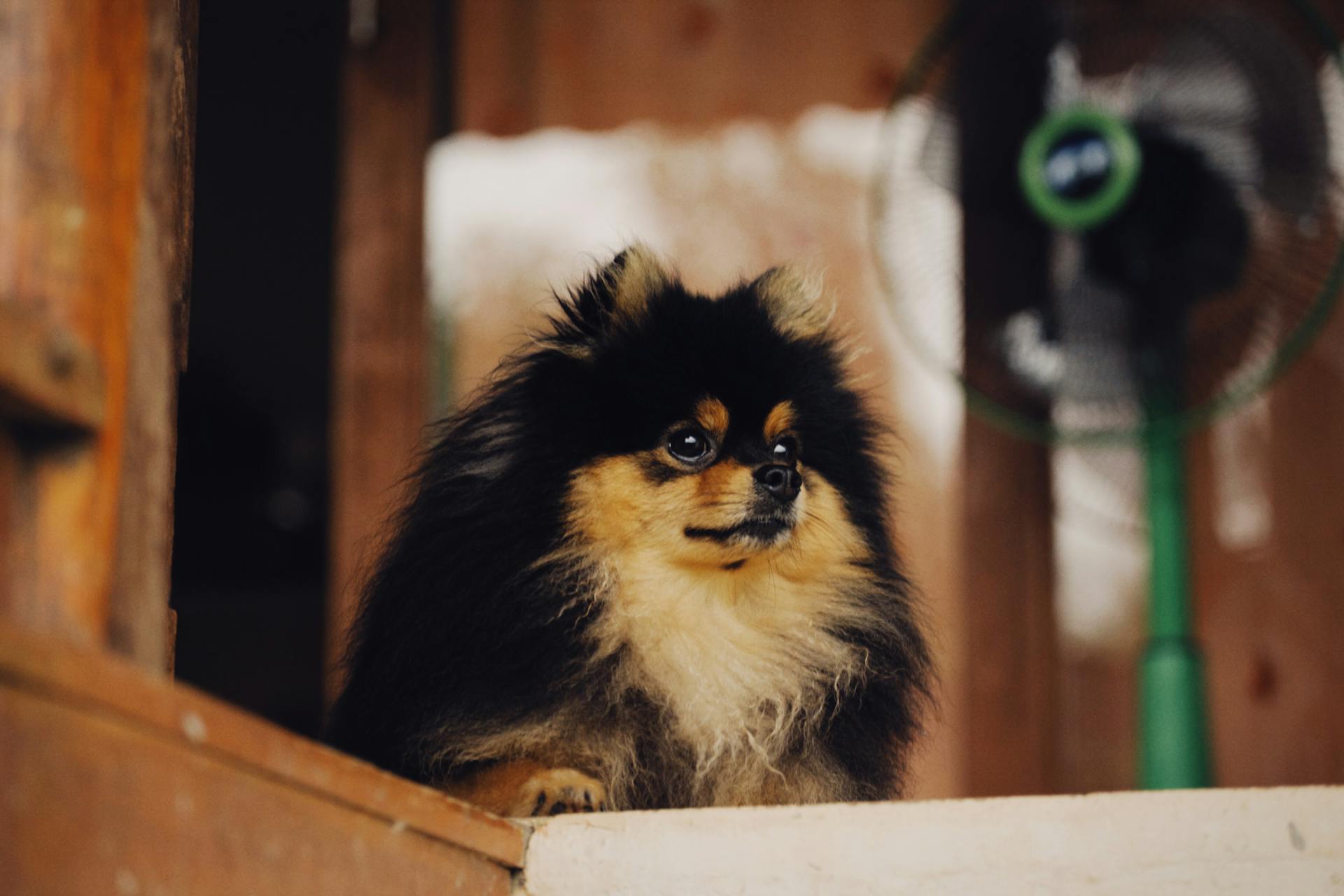 Close-Up Shot of a Pomeranian