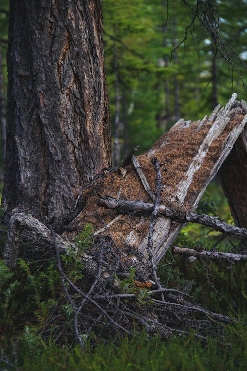 Foto d'estoc gratuïta de arbres, bagul, bosc