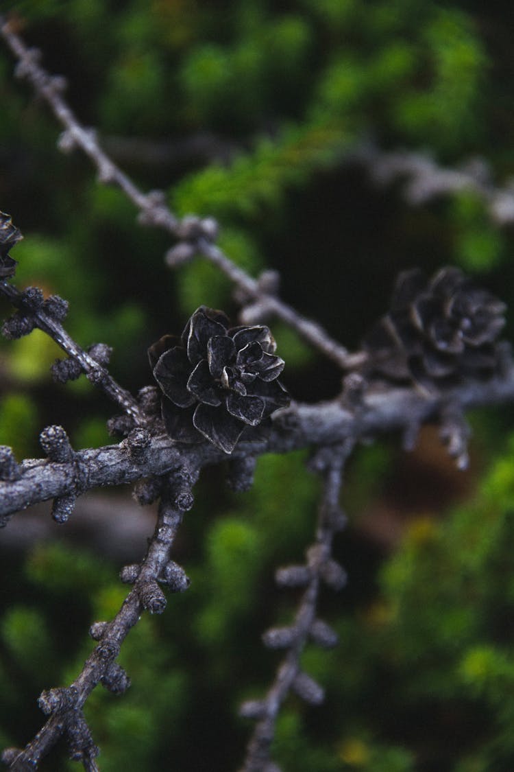 Coniferous Tree Branch With Cones