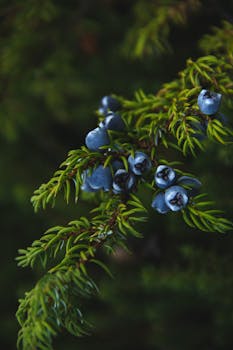 Close-up of ripe juniper berries on a branch with a blurred green background.