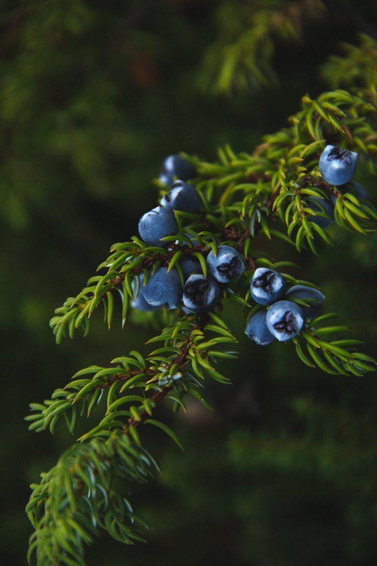 Close-up Of Juniper Berries