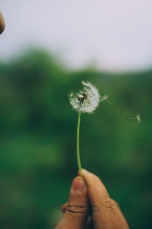 Free A person holds a delicate dandelion seed head outdoors, symbolizing new beginnings. Stock Photo