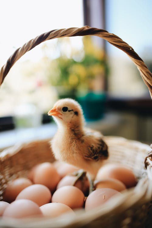 계란, 동물 사진, 바구니의 무료 스톡 사진