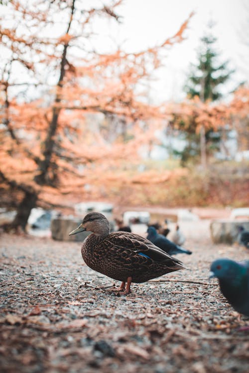 A Side View of Duck Standing on Ground During Autumn 