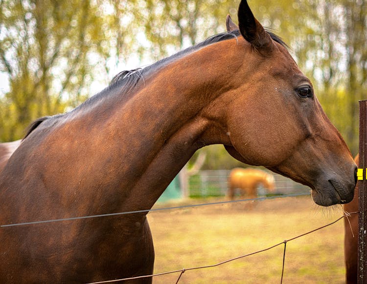 A Horse On A Farm