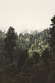 A captivating misty view of a dense evergreen forest capturing nature's tranquility.